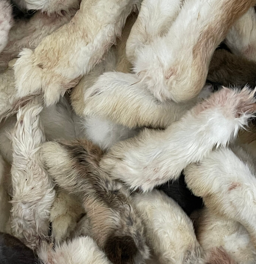 Natural Rabbit Feet
