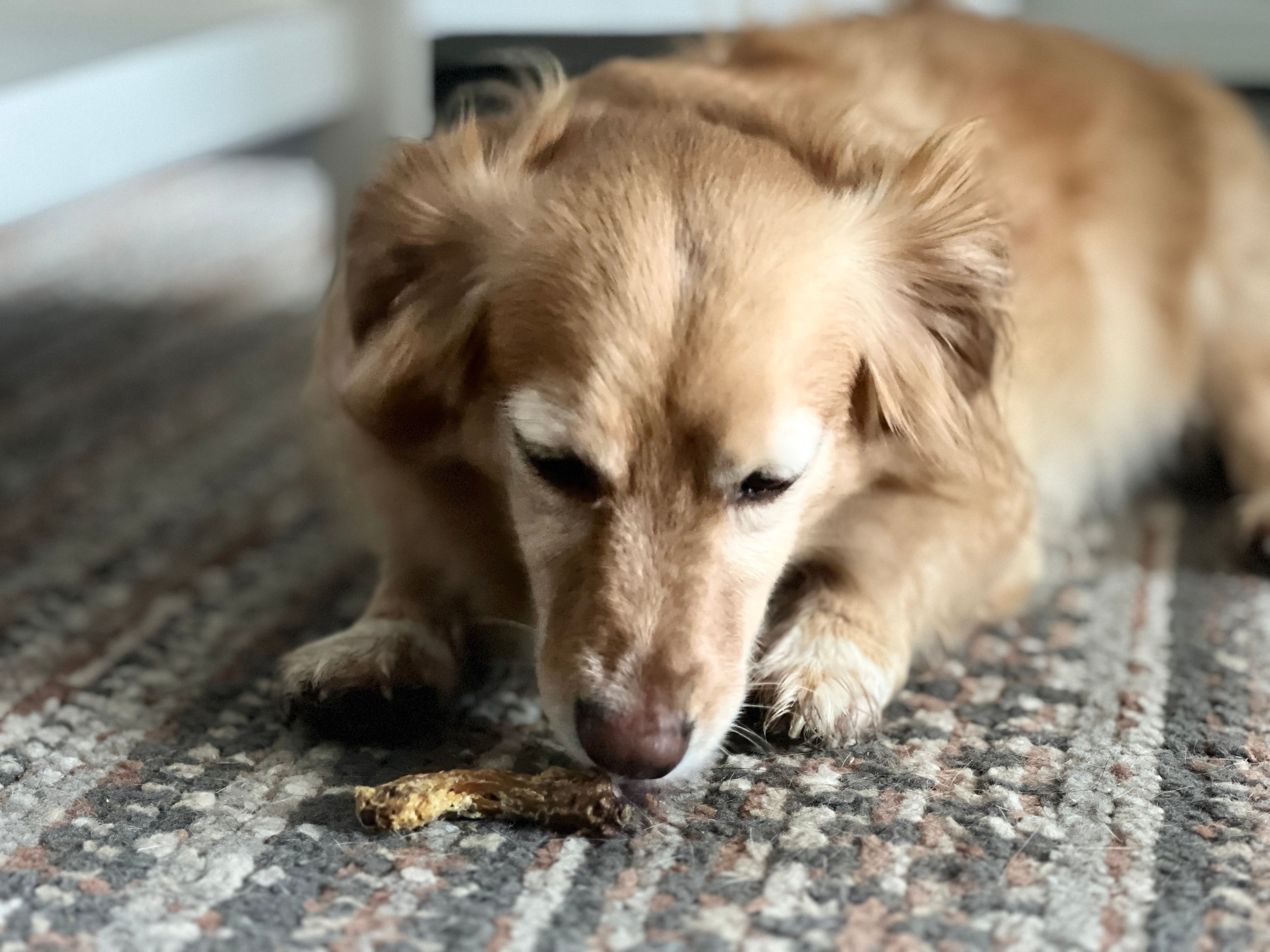 dog eating chicken neck